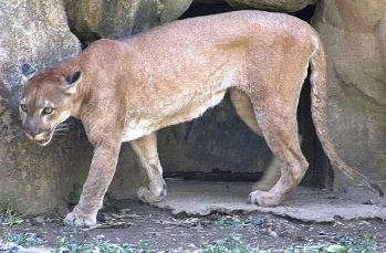 Panther im Zoo